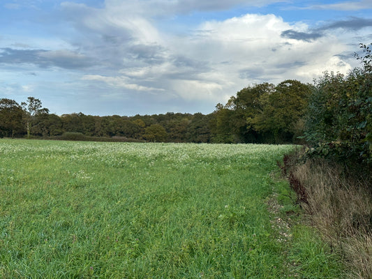 The Impact of Roe and Fallow Deer on Sussex Woodland Regeneration