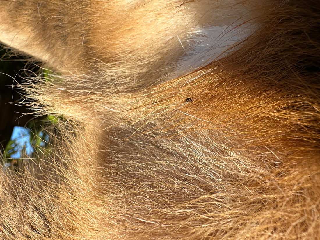 Tackling Tick Infestations on Deer in Southern England