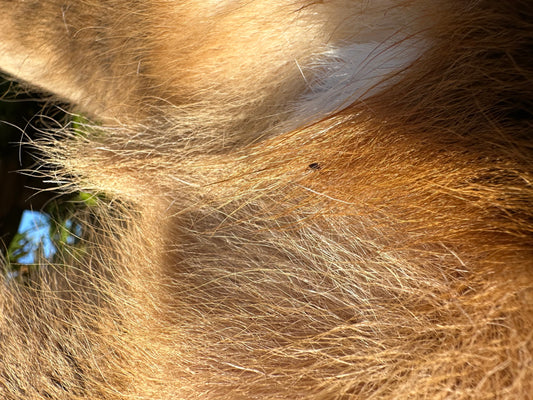 Tackling Tick Infestations on Deer in Southern England