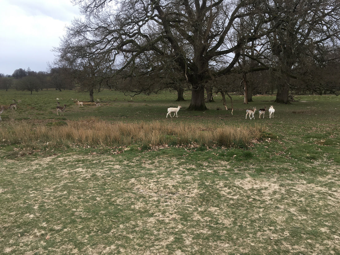 Decoding Deer Behaviour for Effective Land Management