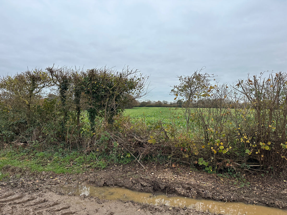 Integrating Deer Management and Hedgerows in Agroforestry