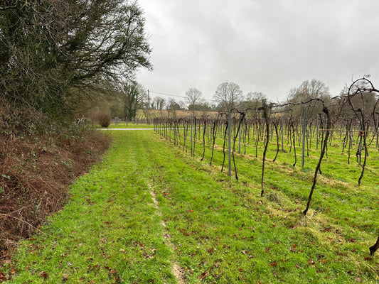 Deer Challenges in Vineyards; Deer Protection & Control In Vineyards