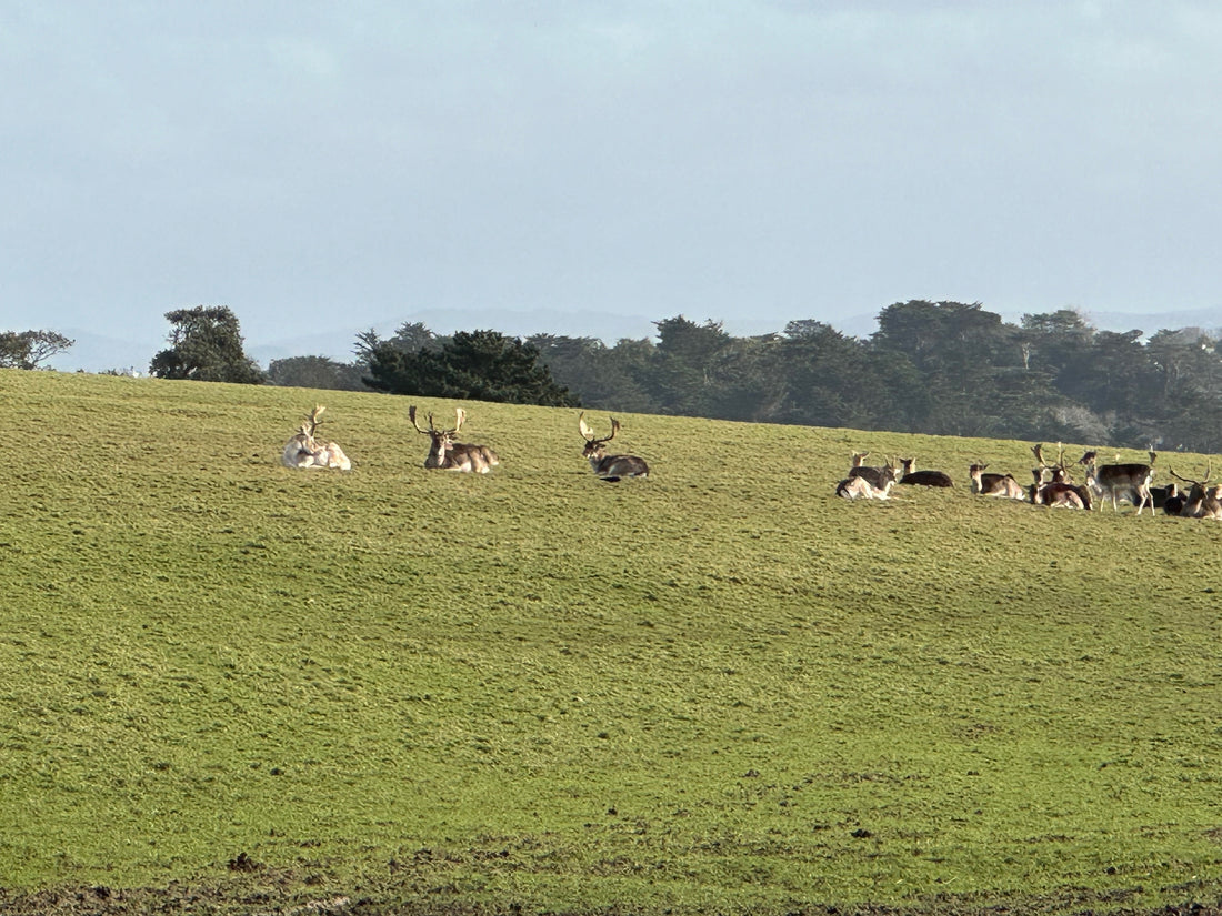 Glimpses of Fallow Deer Management at Prideaux Place Padstow