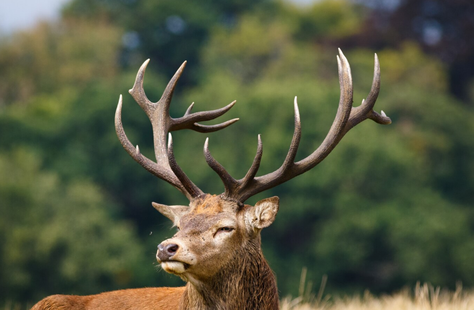 Anatomy of the UK Deer Series 2/10: The Cranial Anatomy