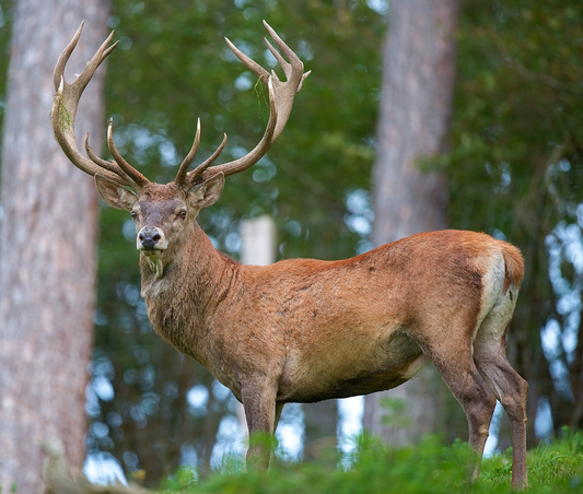 Anatomy of the UK Deer Series 3/10: The Musculoskeletal System