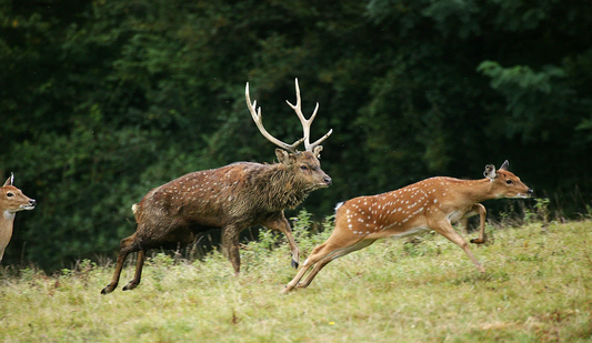 Anatomy of the UK Deer Series 1/10: Introduction to British Deer and Their Habitats