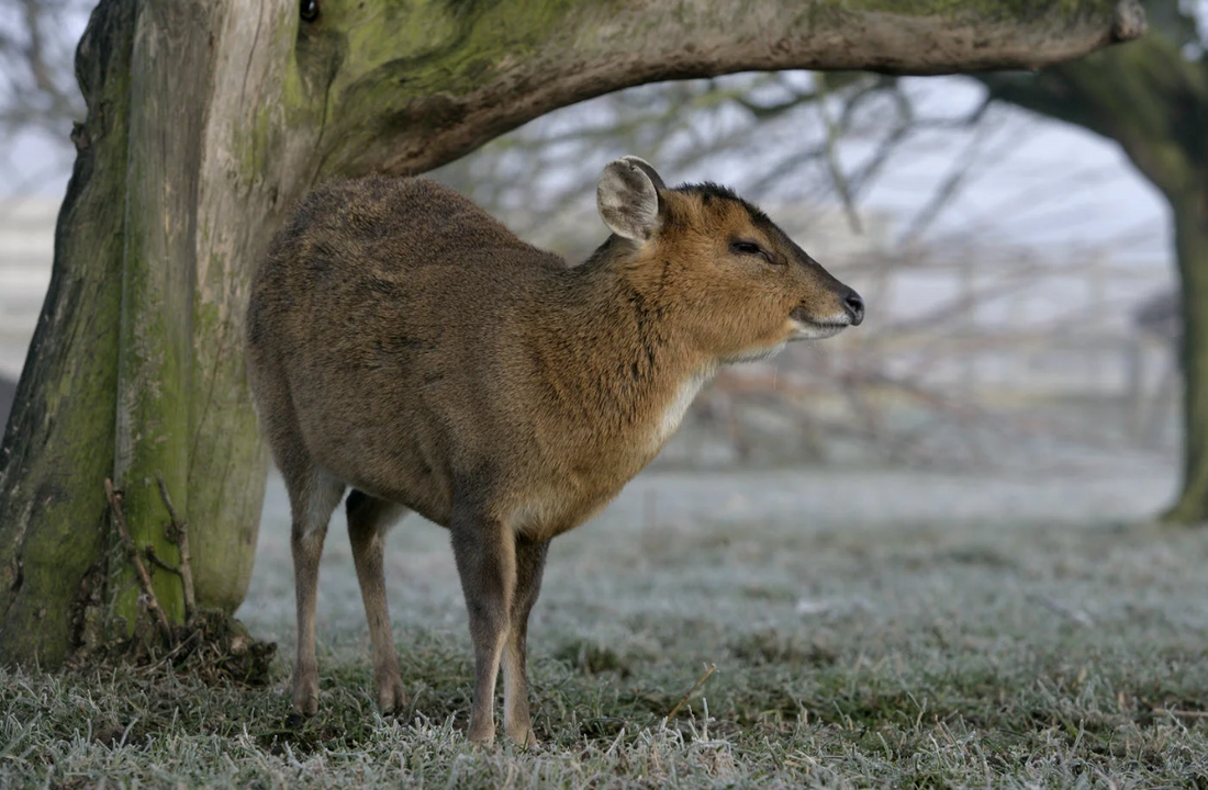 Anatomy of the UK Deer Series 4/10: The Cardiovascular and Respiratory Systems