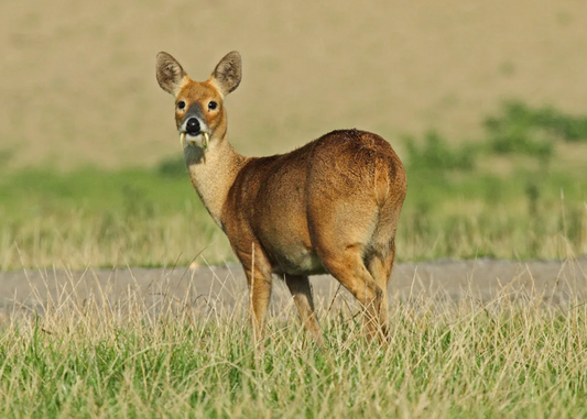 Anatomy of UK Deer Series 5/10: The Digestive System