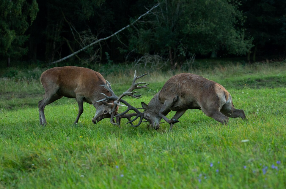 Anatomy of Deer Series 9/10: The Reproductive System