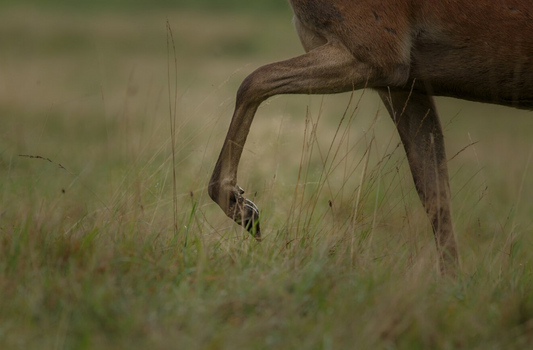 Anatomy of Deer Series 6/10: The Urinary System