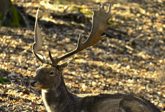 Anatomy of Deer Series 7/10: The Integumentary System