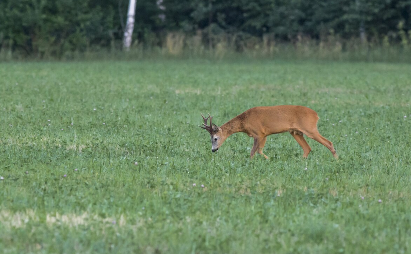 Anatomy of Deer Series 8/10: The Immune and Endocrine Systems