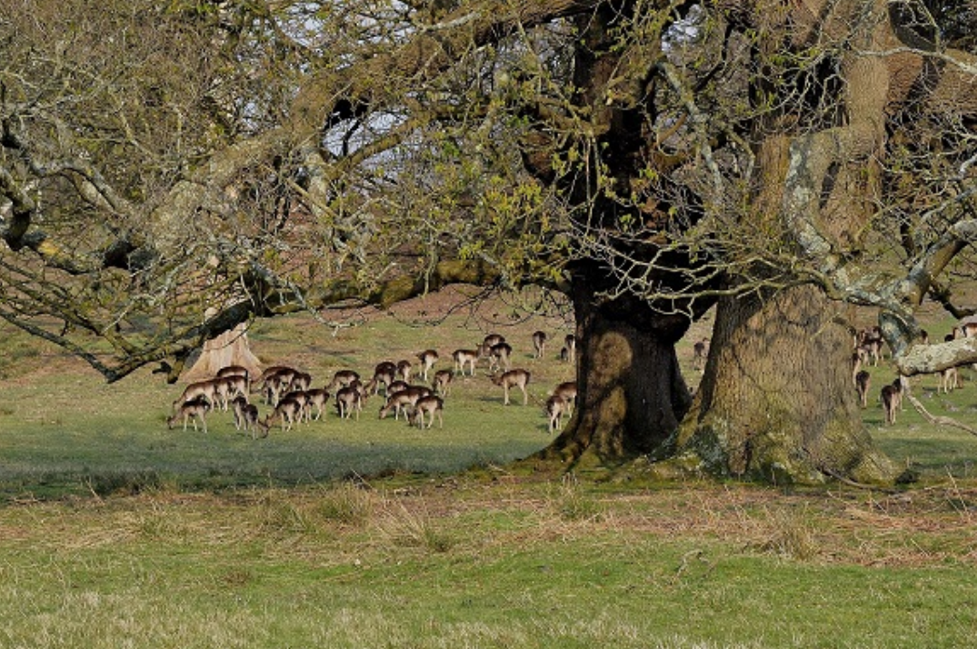 The Resilience of Deer Parks Through War: A Glimpse from WWII