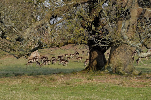 The Resilience of Deer Parks Through War: A Glimpse from WWII