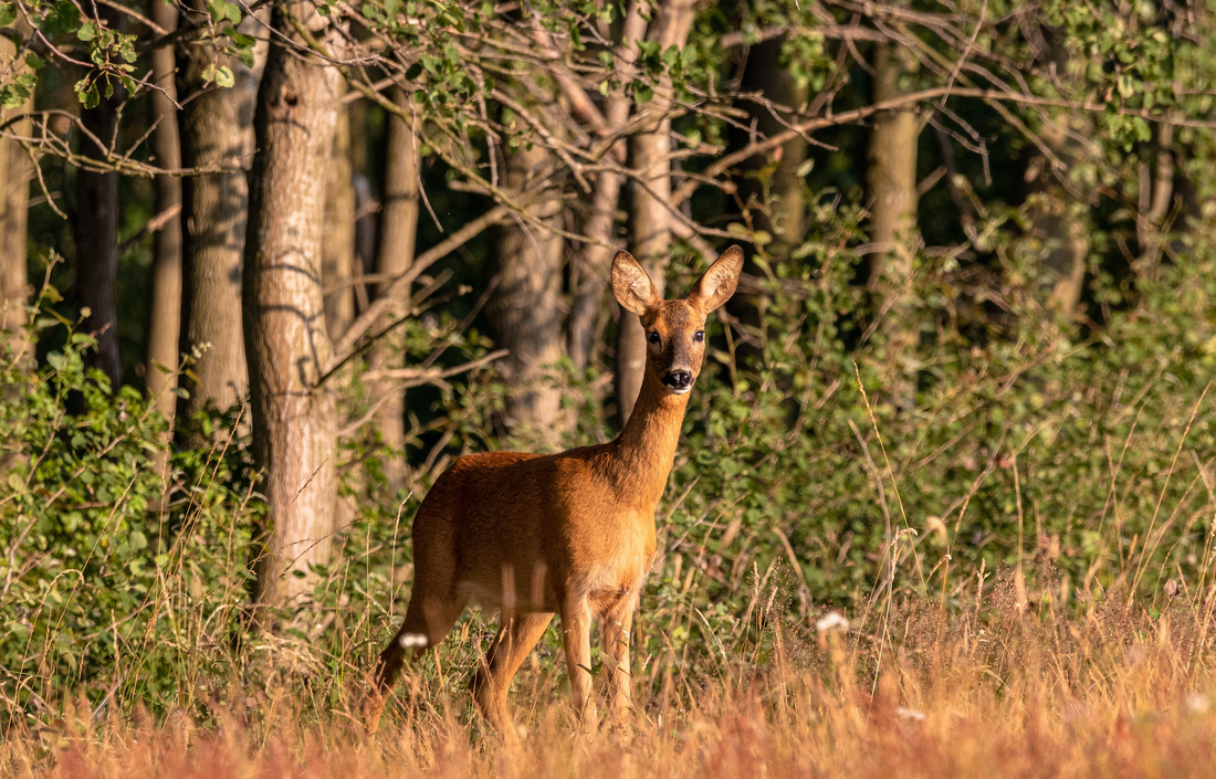 Embryonic Diapause: Embryonic Diapause In The European Roe Deer (Capreolus capreolus)