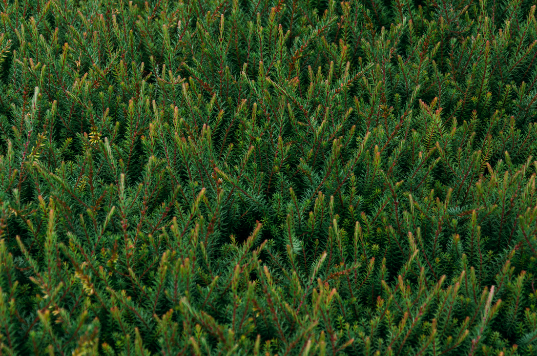 The Challenge of Deer in Christmas Tree Plantations