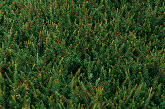 The Challenge of Deer in Christmas Tree Plantations