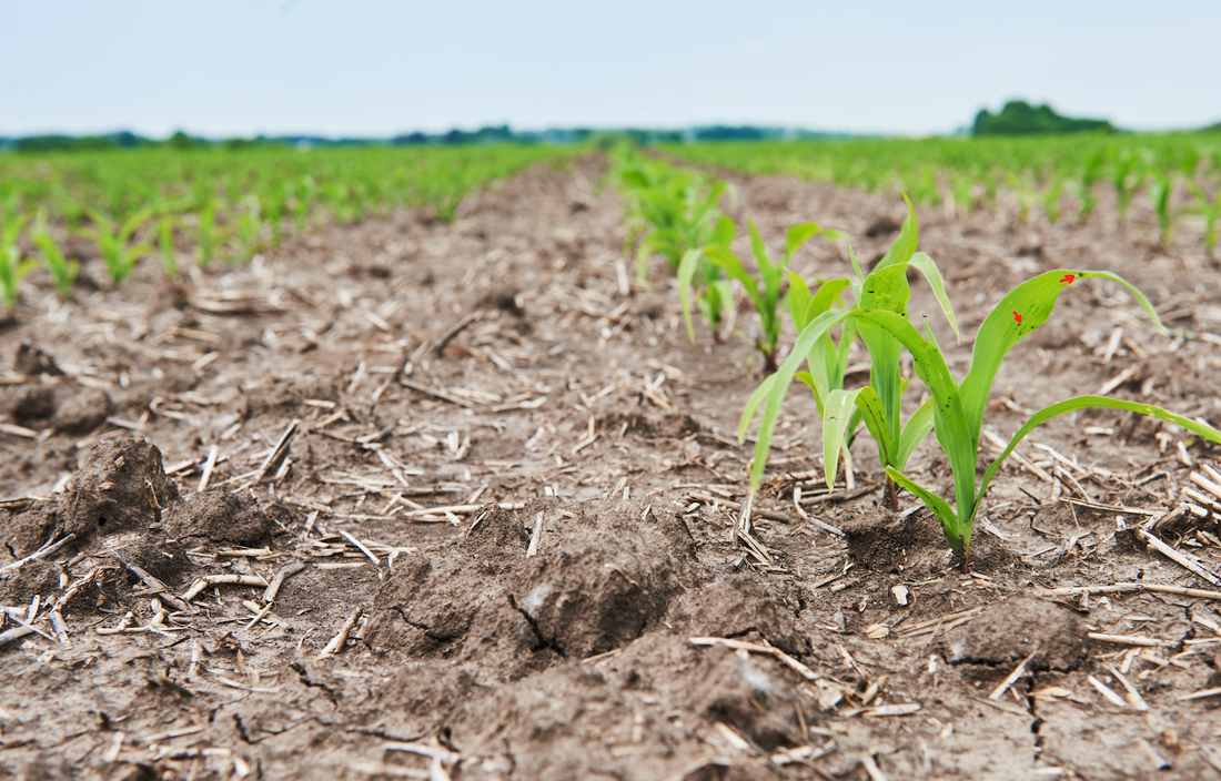 Mitigating Deer-Related Crop Damage In Sussex