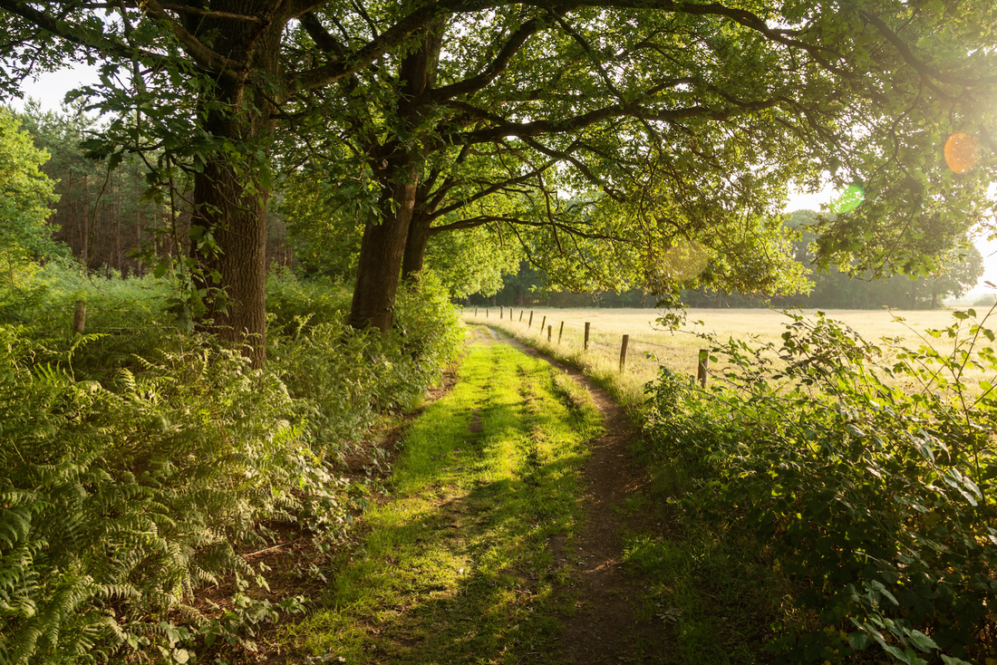 Integrating Deer Management into Your Land Stewardship Plan