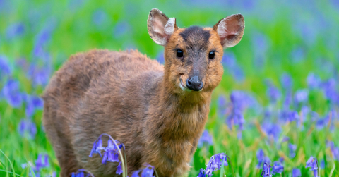 The Impact of Muntjac on British Woodlands: An Ecological Perspective