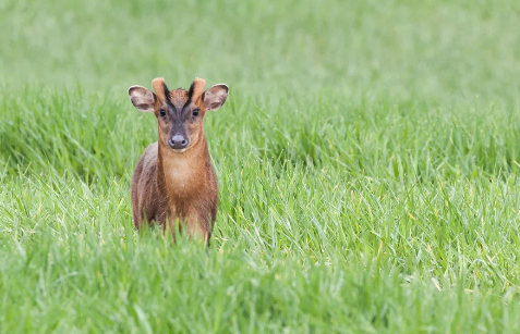 Localised Muntjac Deer Management in the South East: A Call for Action