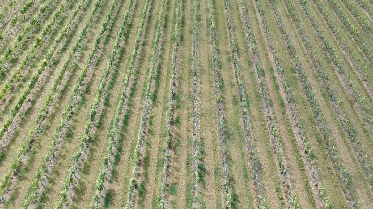 Deer Management for Vineyards: Ensuring Sustainable Vineyard Health