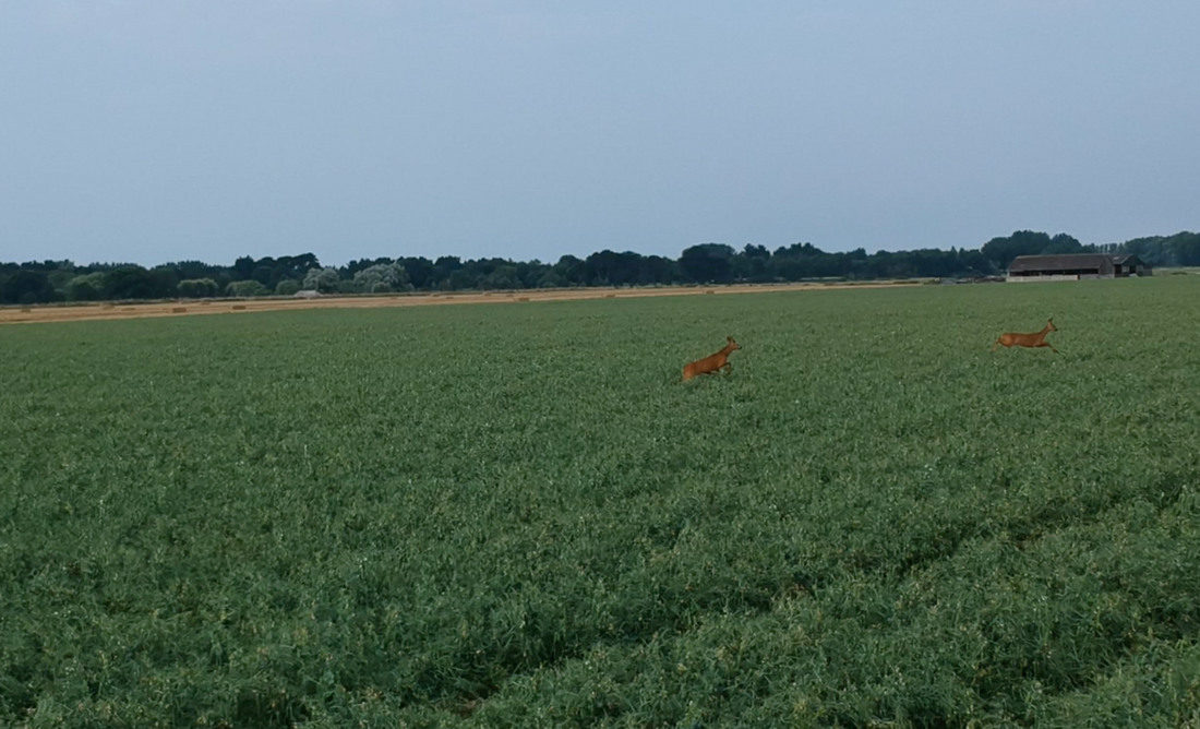 The Fascinating Behaviours of Roe Deer Rutting: Insights from Drone Footage