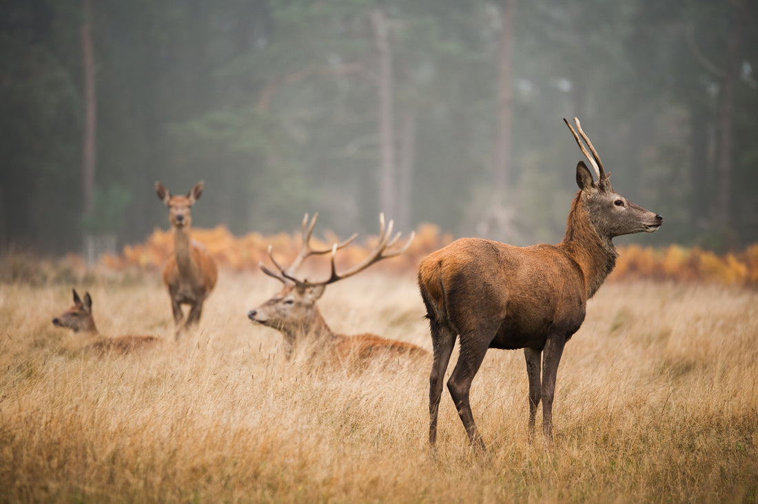 Understanding the Financial Benefits of Deer Management