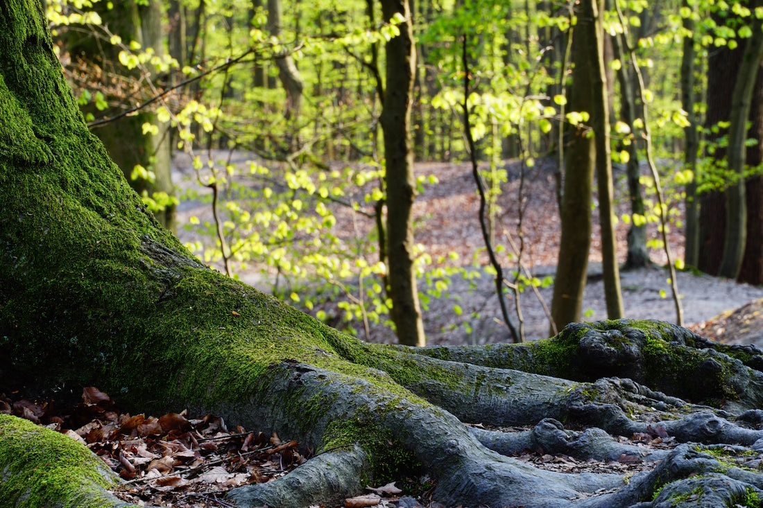 The Intricate Dance: Balancing Deer Populations and Biodiversity