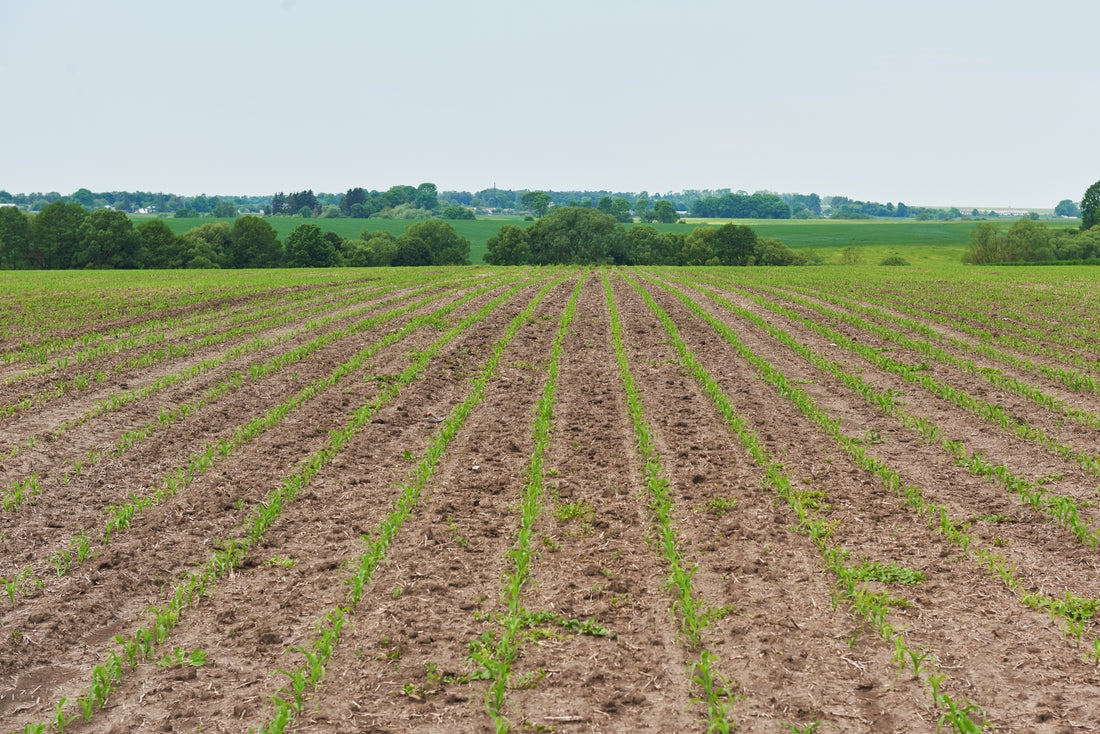 How Overgrazing by Deer Affects Your Agricultural Output