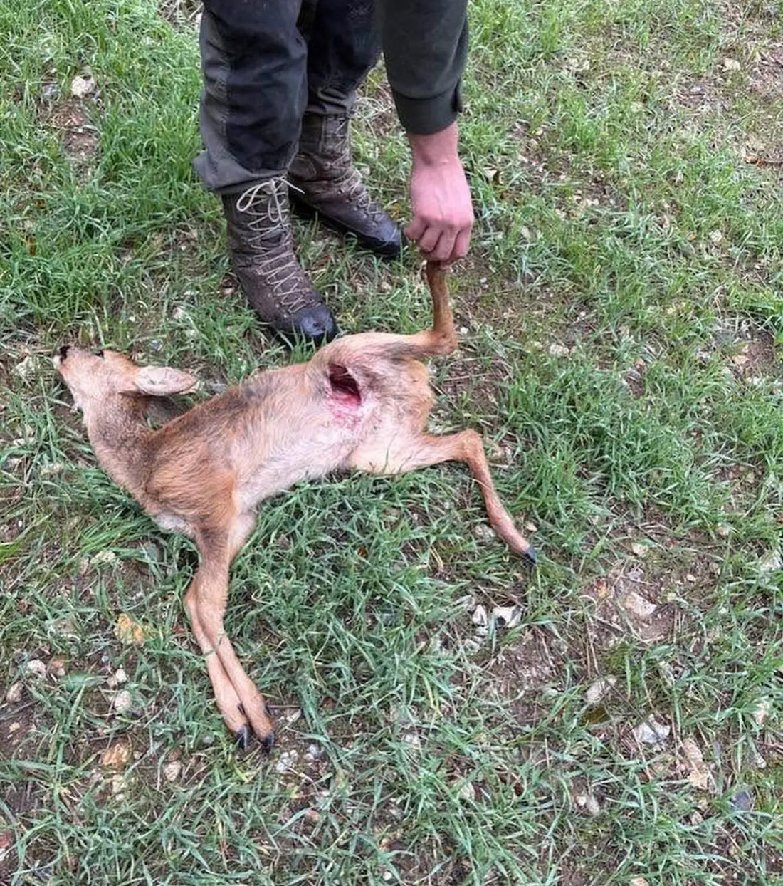 Dog Ownership: Protecting Deer and Preventing Needless Suffering