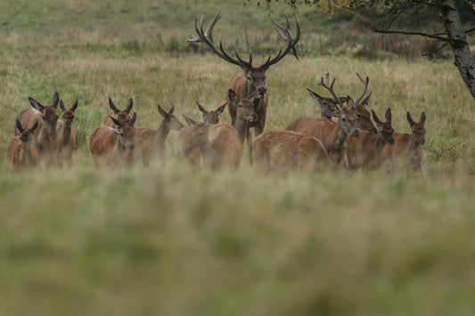 Effective Population Control: A Landowner's Guide to Managing Deer Numbers