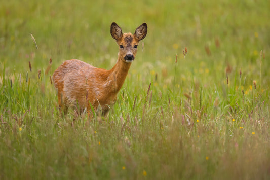 Mastering Deer Management: A Guide for Landowners