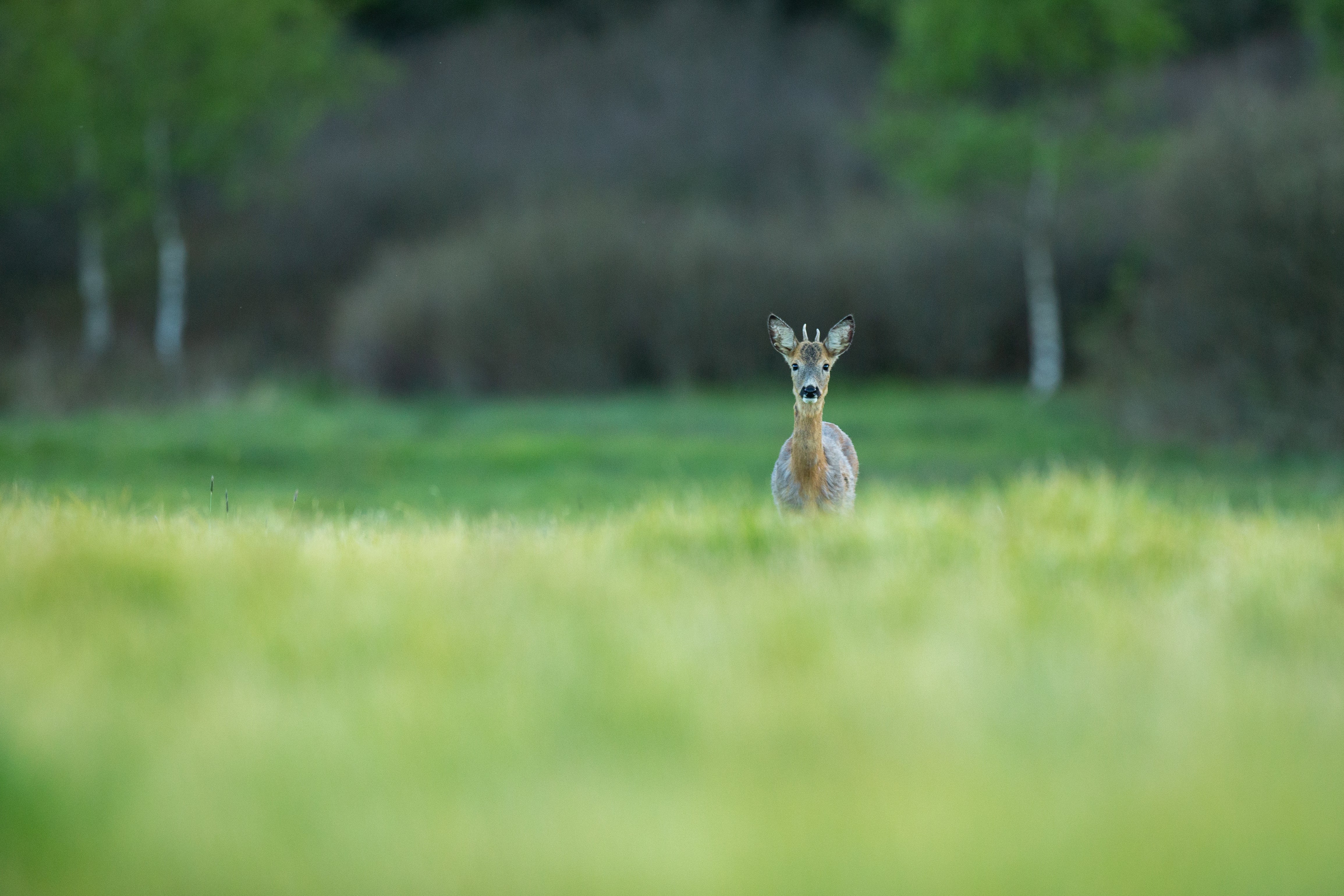 From Loss to Profit: Transforming Deer into a Resource