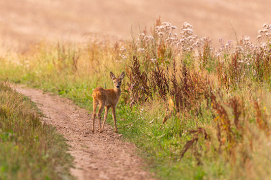 Sustainable Deer Management: A Win-Win for Farmers