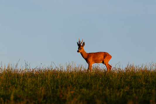 Who to Call When You Find an Injured Deer In Sussex