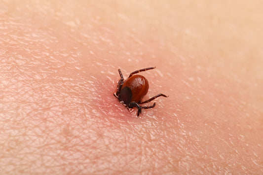 Unveiling The Link: Lyme Disease and Deer Management