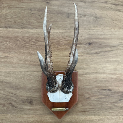 6 Point Sussex Roe Deer Antler Mounted on Mahogany Plaque