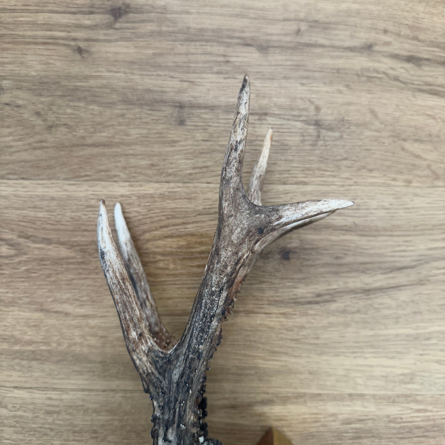 6 Point Sussex Roe Deer Antler Mounted on Mahogany Plaque