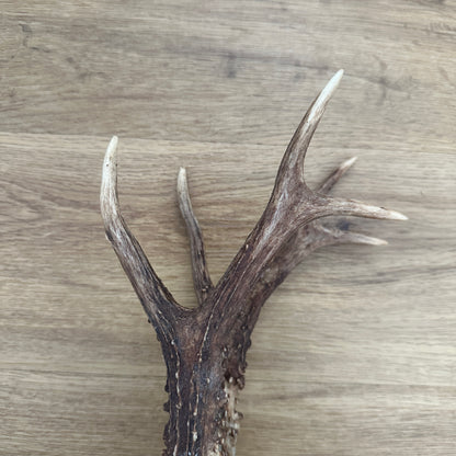 6 Point Sussex Roe Deer Antler Mounted on Oak Plaque