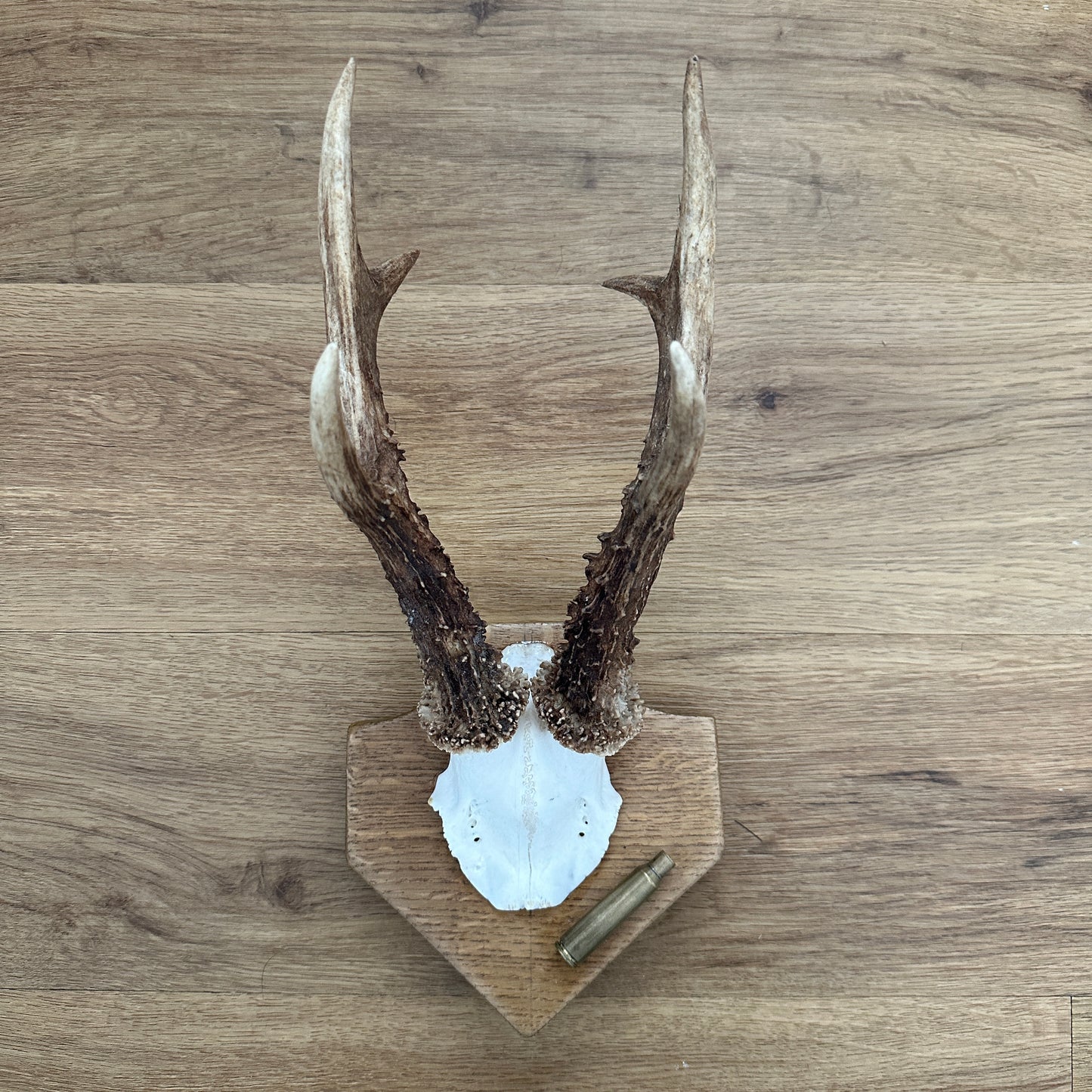 Large 6 Point Sussex Roe Deer Antler Mounted on Oak Plaque