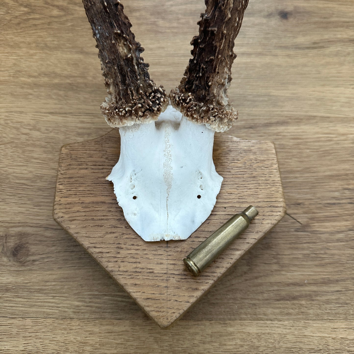 Large 6 Point Sussex Roe Deer Antler Mounted on Oak Plaque