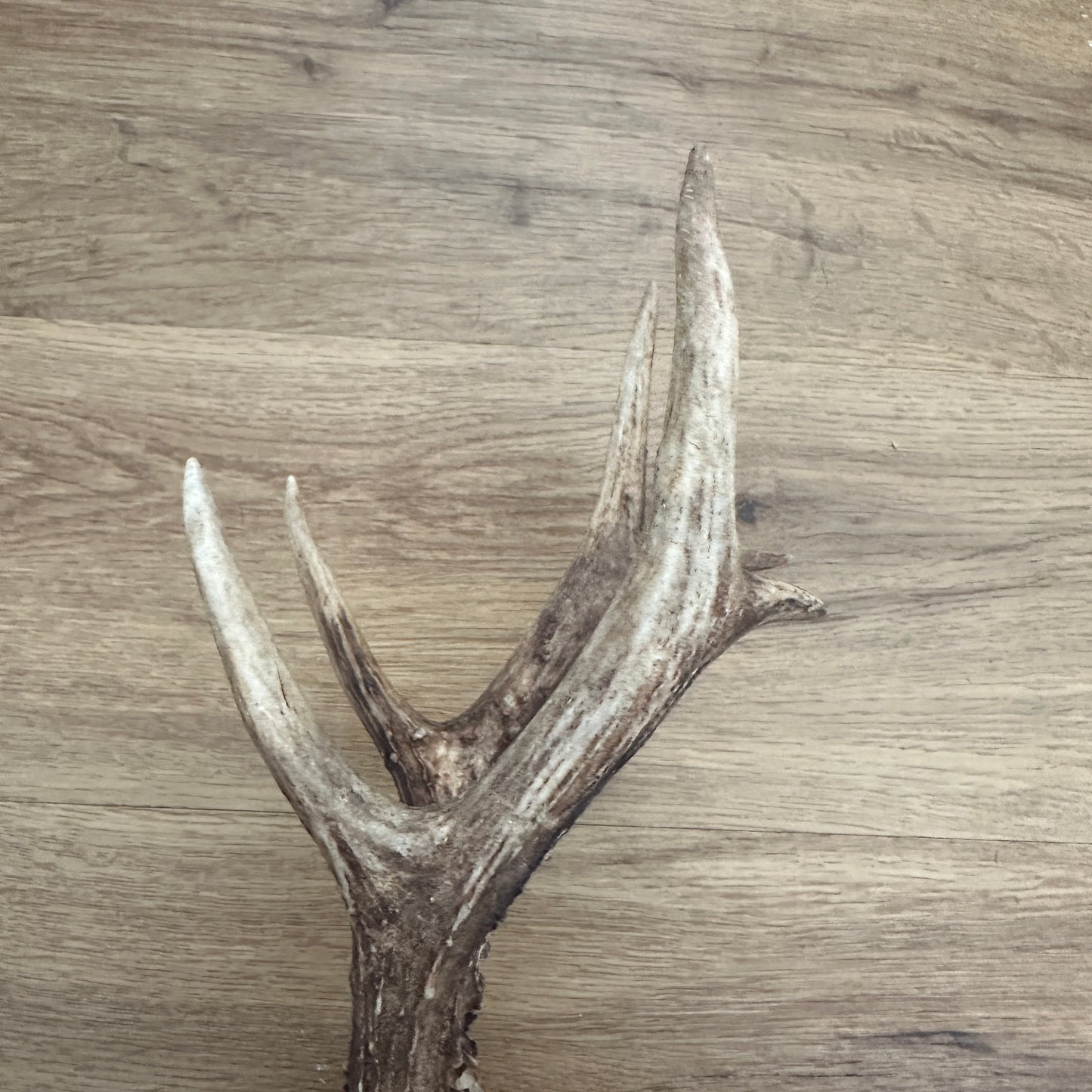 Large 6 Point Sussex Roe Deer Antler Mounted on Oak Plaque