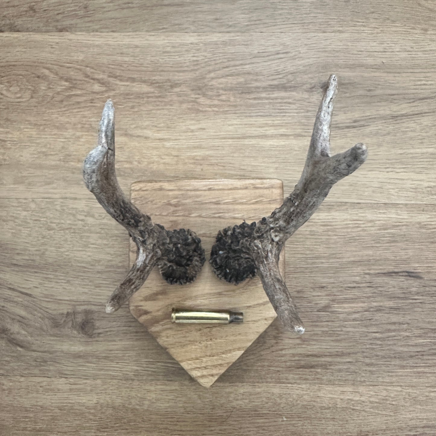 6 Point Sussex Roe Deer Antlers Mounted on Oak Plaque