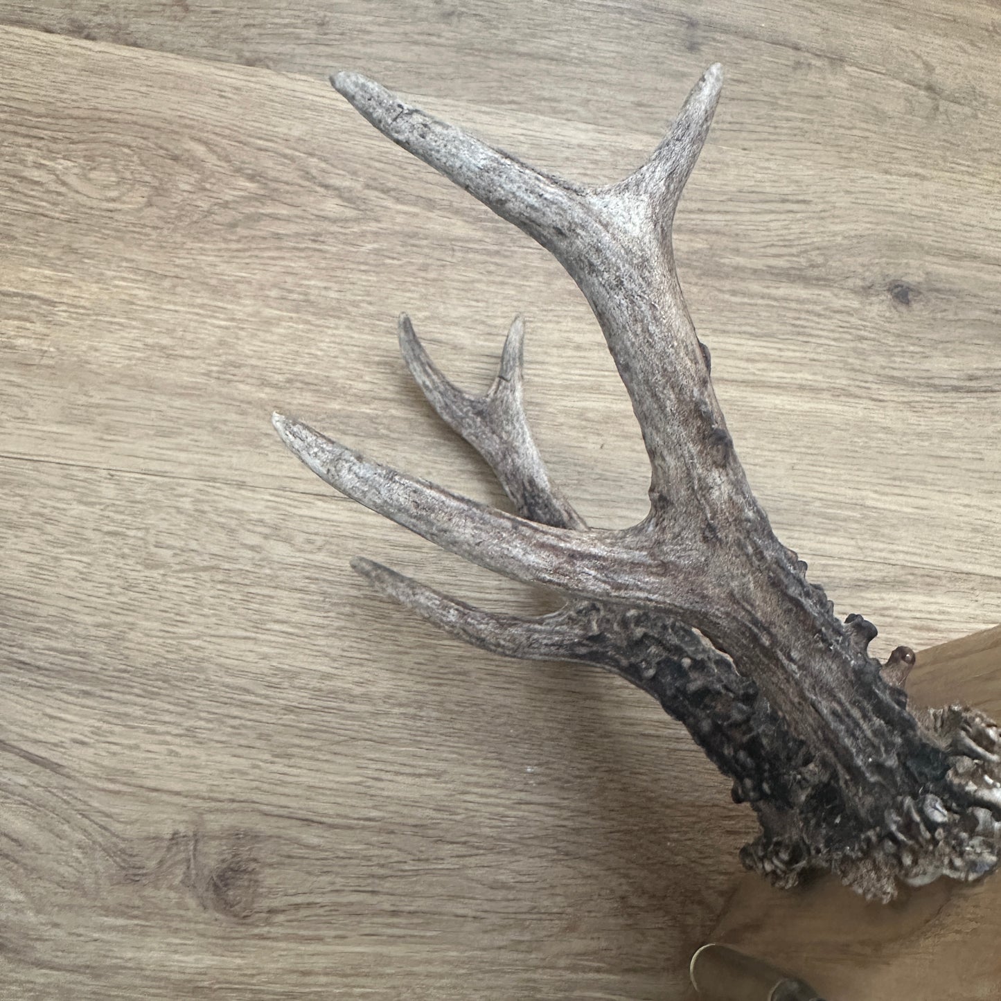 6 Point Sussex Roe Deer Antlers Mounted on Oak Plaque