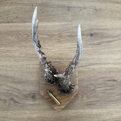 Large 5 Point Sussex Roe Deer Antlers Mounted on Oak Plaque