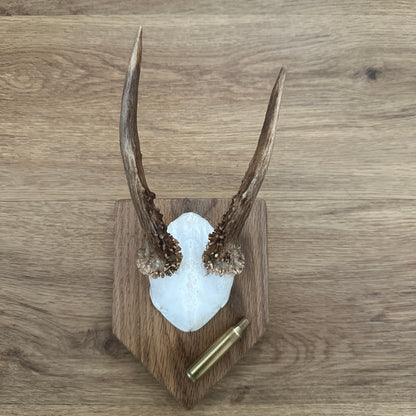 Small Spiker Sussex Roe Deer Antler Mounted on Oak Plaque