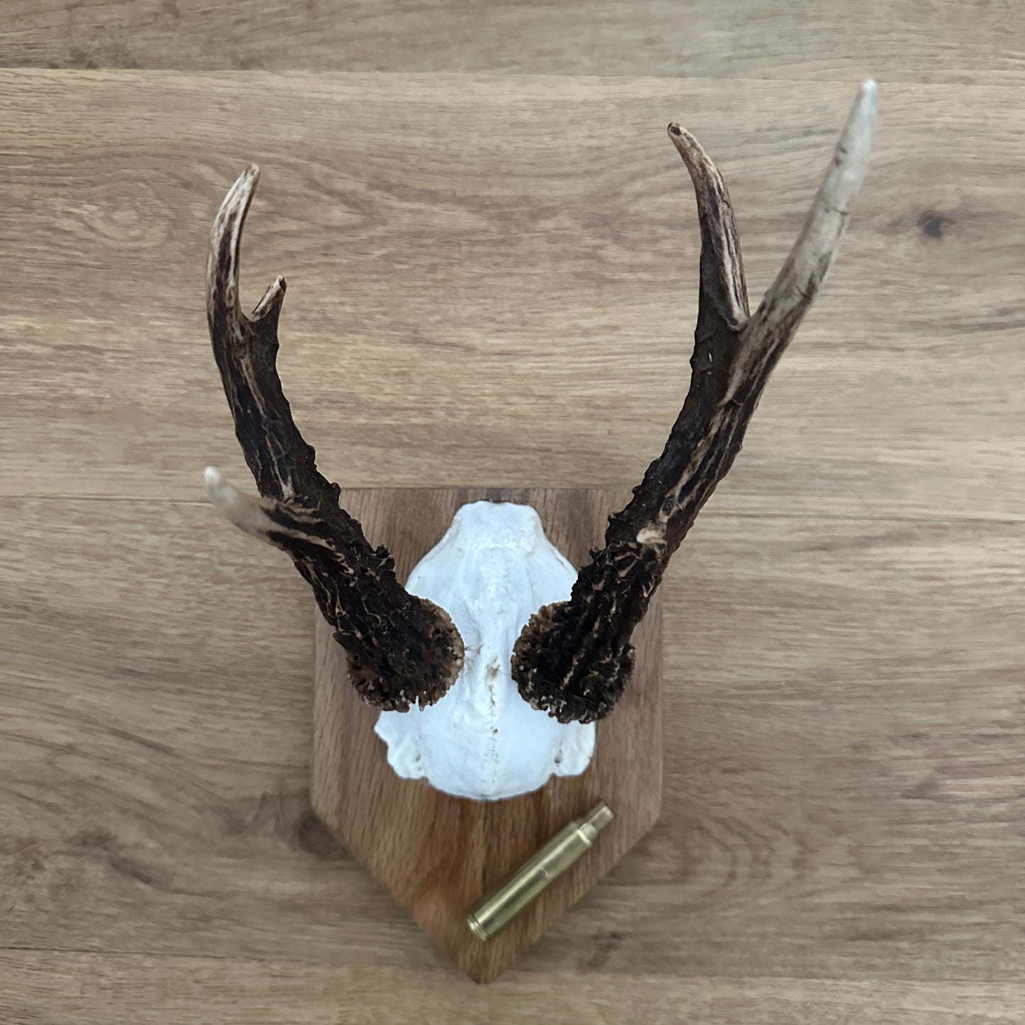 Small 6 Point Sussex Roe Deer Antler Mounted on Oak Plaque