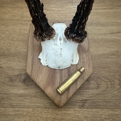 Small 6 Point Sussex Roe Deer Antler Mounted on Oak Plaque