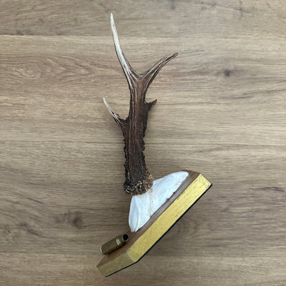 Small 6 Point Sussex Roe Deer Antler Mounted on Oak Plaque